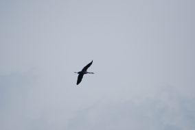 Kraanvogel boven Bakkeveen